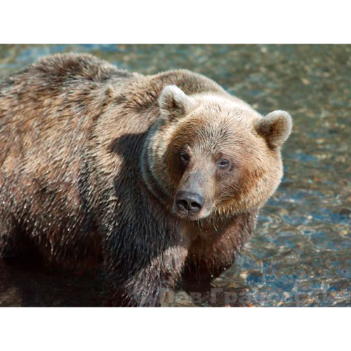Фото №1 - Авторская фотография "Камчатка. Медведь"(CF000622-pl)